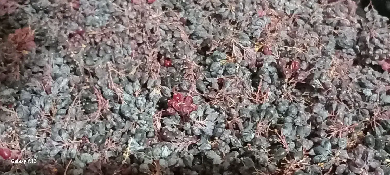 زرشک کوهی|خوردنی و آشامیدنی|شیروان (خراسان), |دیوار