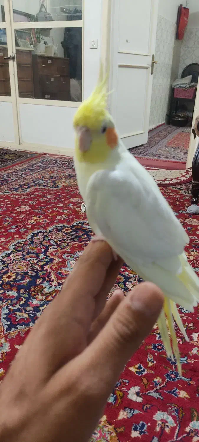 عروس هلندی نر و ماده|پرنده|تهران, شهرک آزادی|دیوار