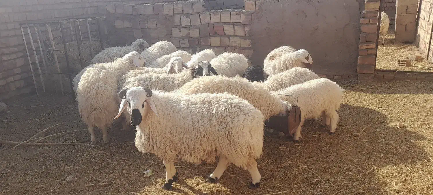 بره و بزغاله|حیوانات مزرعه|قائن, |دیوار