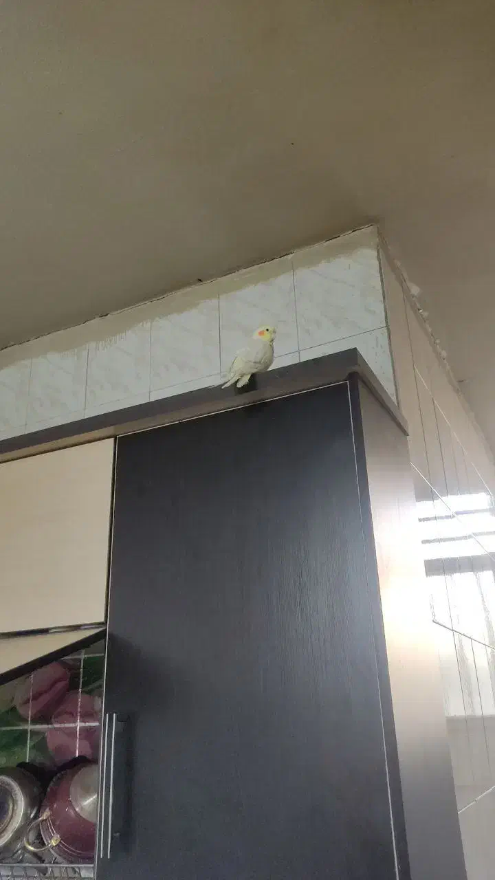 عروس هلندی|پرنده|شاهین‌شهر, نبوت|دیوار