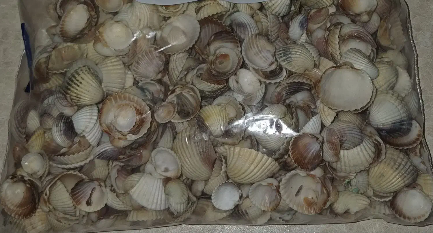 صدف دریایی ریز و درشت 300 گرم|صنایع دستی و سایر لوازم تزئینی|سنندج, |دیوار