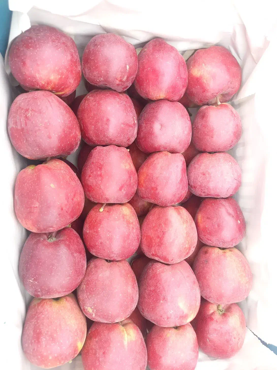 سیب|خوردنی و آشامیدنی|صفائیه, |دیوار