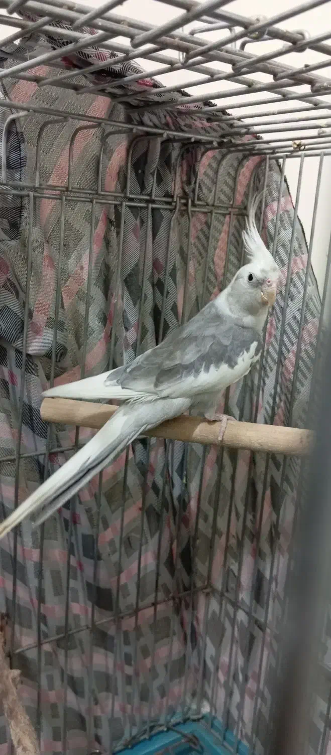 عروس هلندی ابلغ البینو|پرنده|هرسین, |دیوار