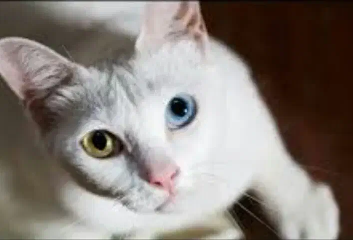 گربه نژادKhao manee(معاوضه باپرشین،اسکاتیش،بریتیش)|گربه|مرند, |دیوار