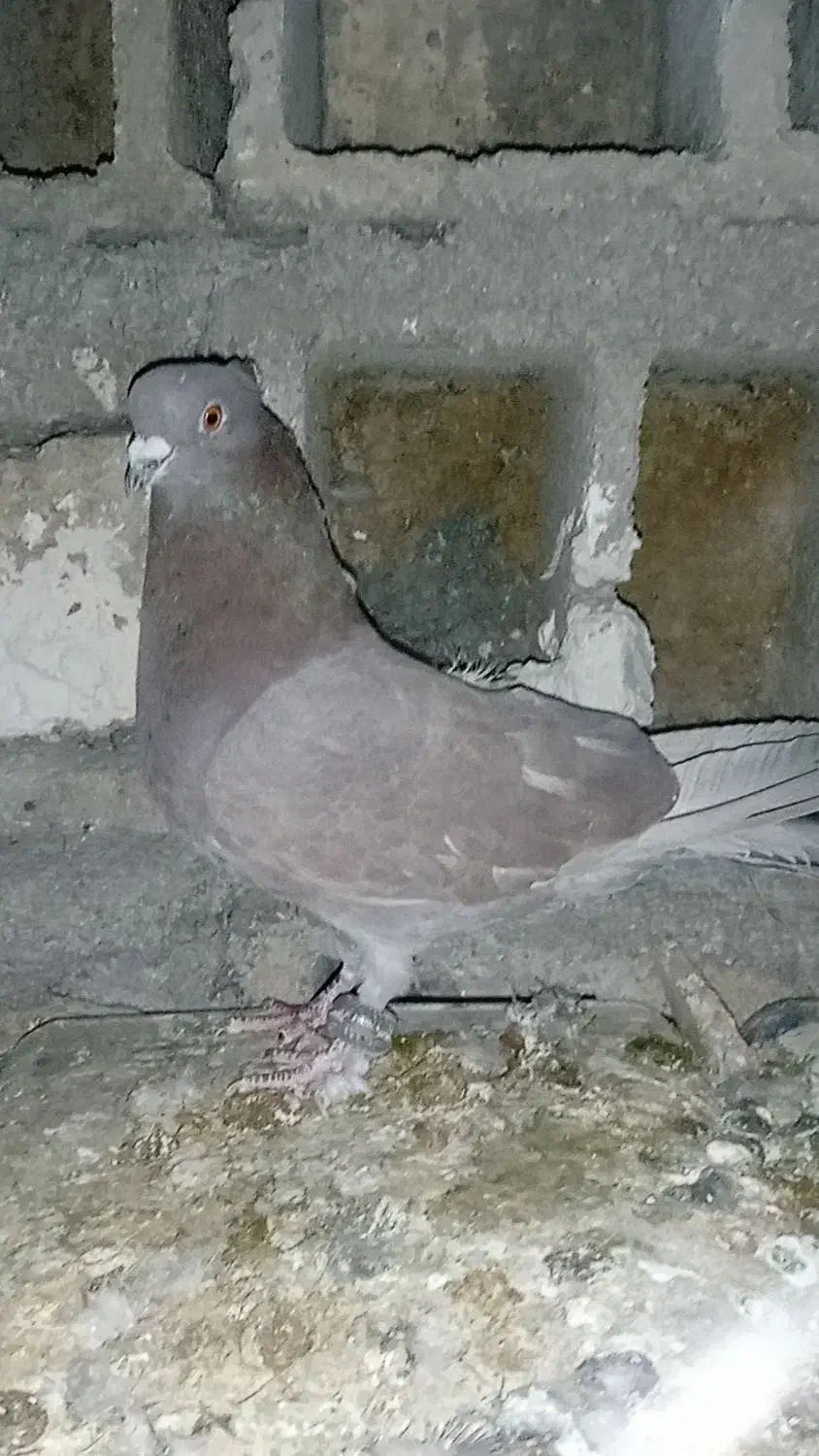 کبوتر|پرنده|کوهرنگ, |دیوار