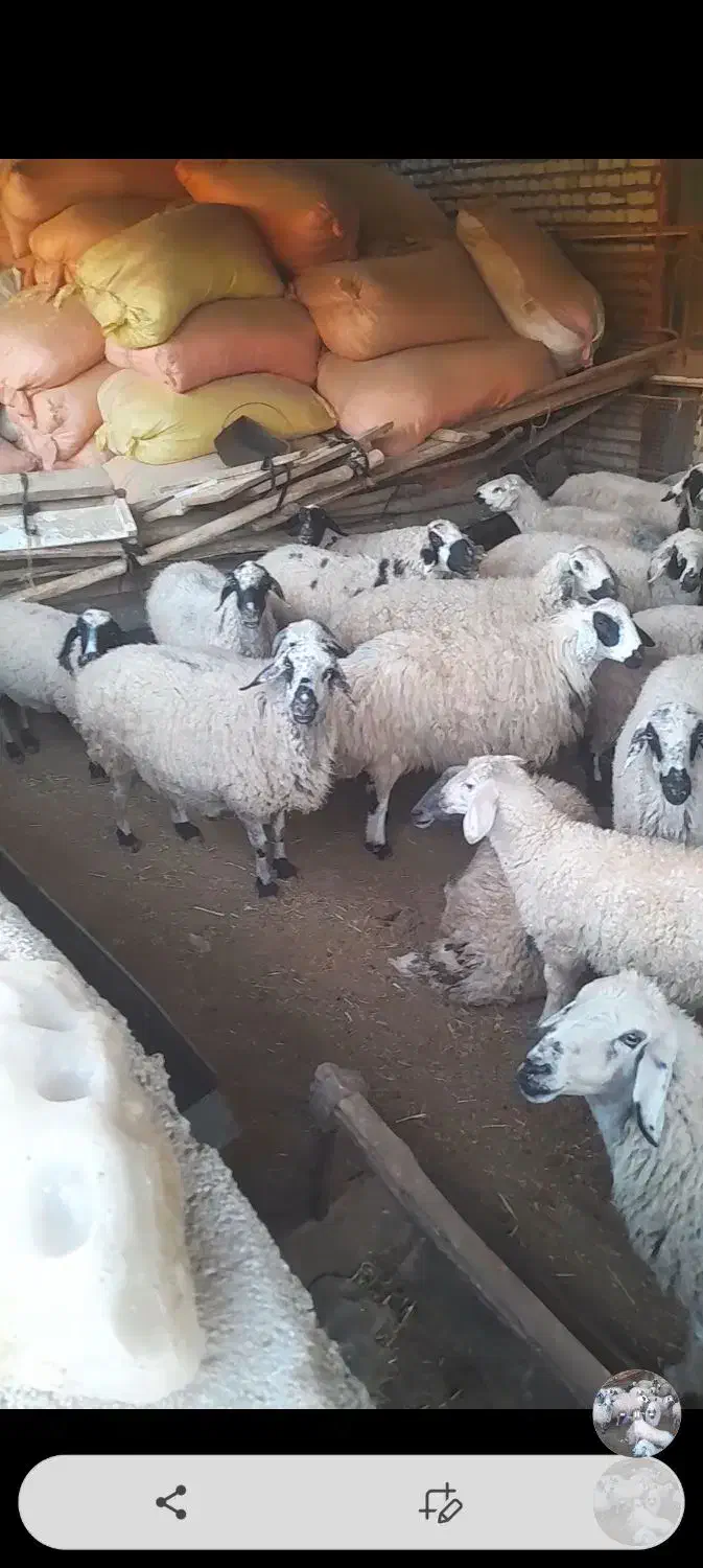 گوسفند|حیوانات مزرعه|ارمند, |دیوار