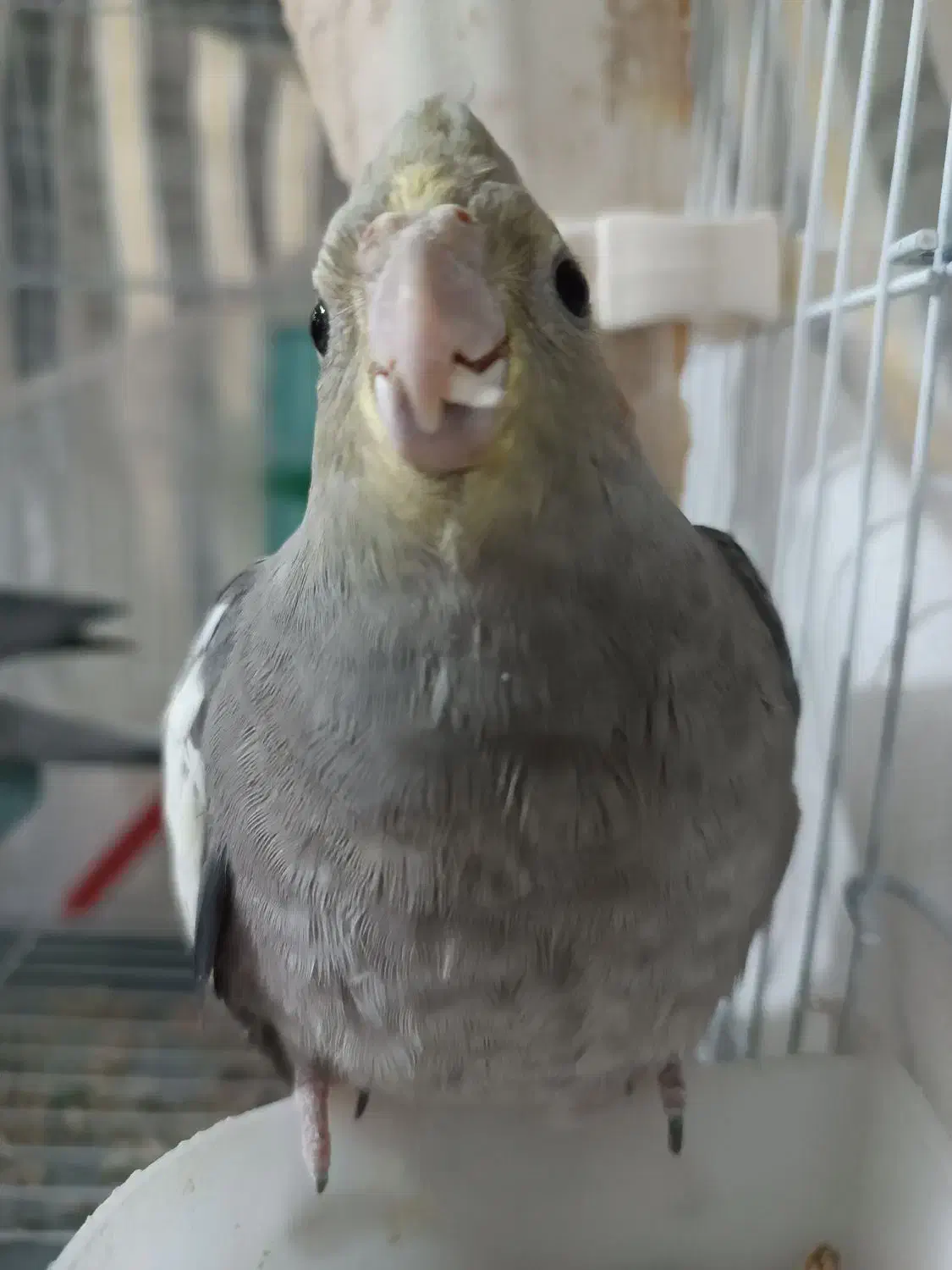 عروس هلندی ماده|پرنده|رشت, کوی غلام نیا|دیوار