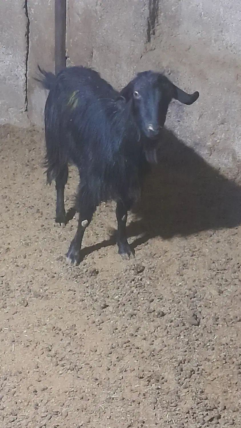 چبش ماده کهره بز ومیش جوان|حیوانات مزرعه|مرودشت, ده بید|دیوار