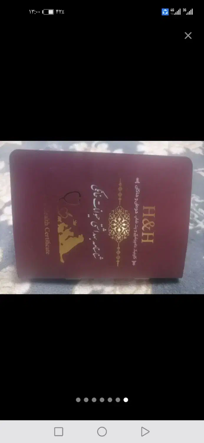 سگ خانگی|سگ|قم, شاه ابراهیم|دیوار