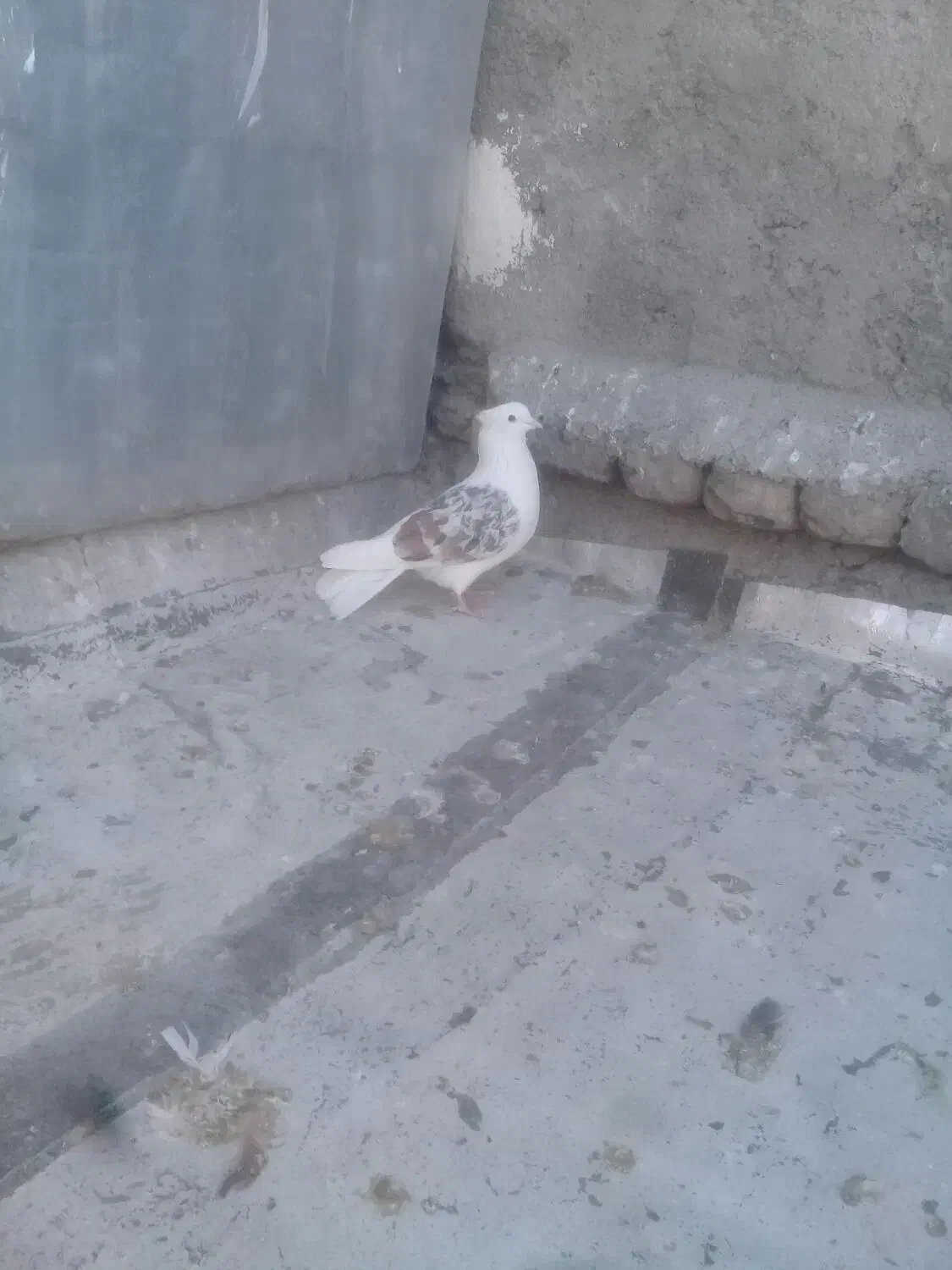 نر پلنگ|پرنده|خرم‌آباد, |دیوار