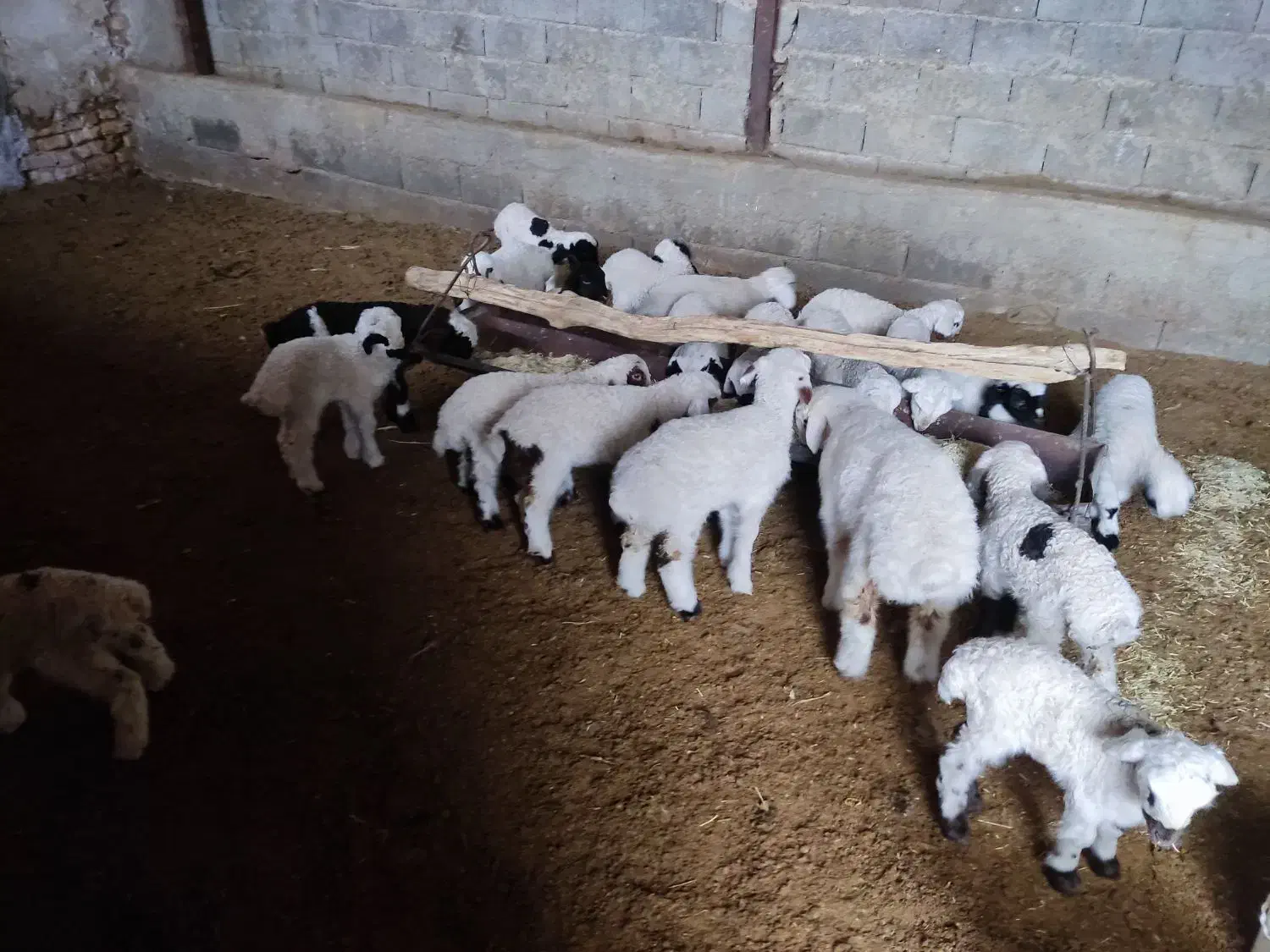 دامداری رهن و اجاره گوسفند و گاو|اجارهٔ دفتر صنعتی، کشاورزی، تجاری|شهرضا, |دیوار