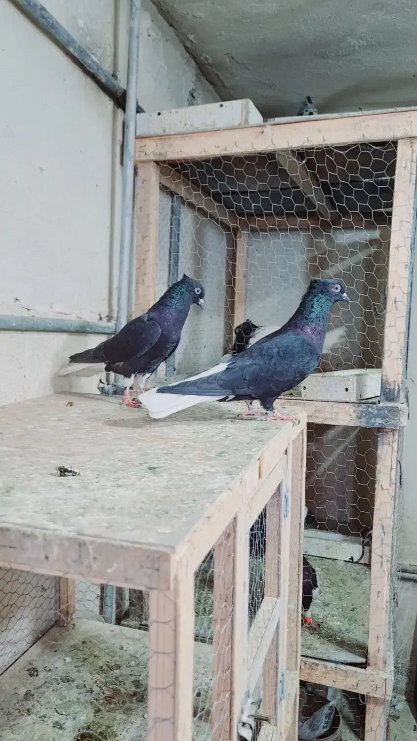 دم سفید کلاغ زرد سینه سرخ|پرنده|مشهد, کوشش|دیوار