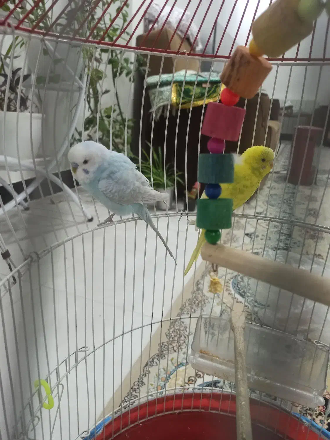 مرغ عشق|پرنده|سیرجان, |دیوار