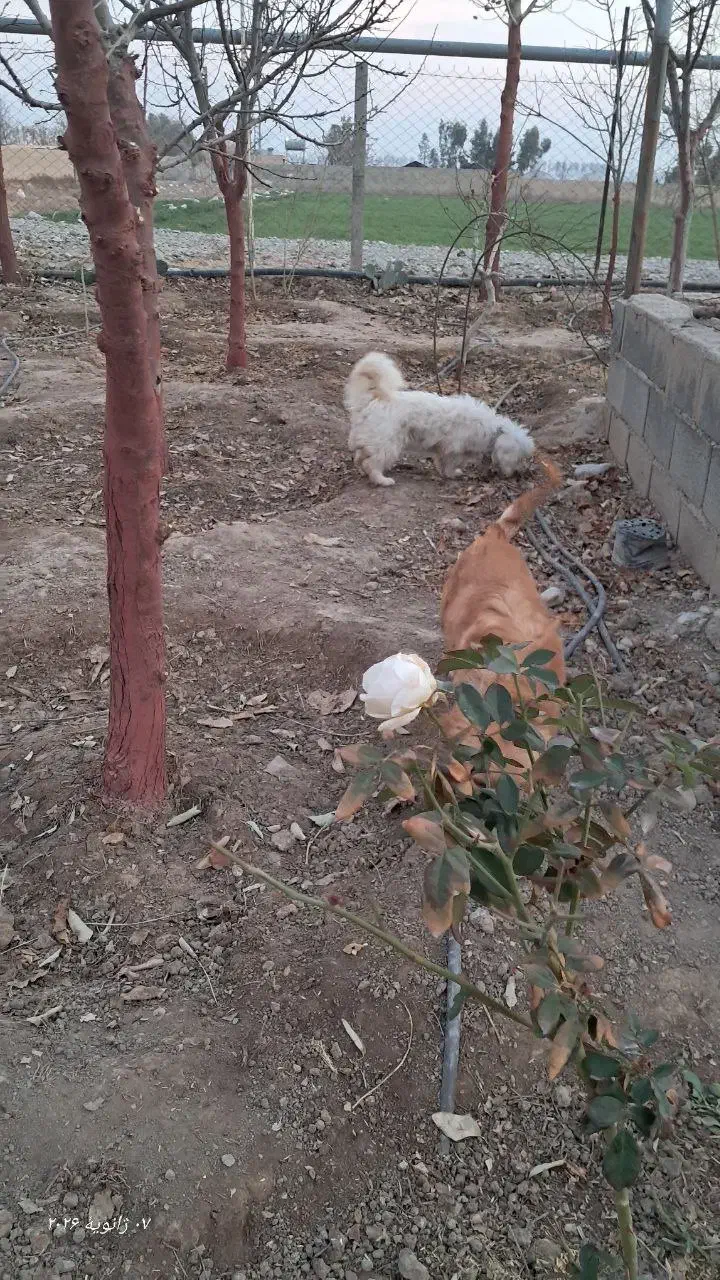 شیتزو ماده|سگ|پاکدشت, پاکدشت (مامازند)|دیوار