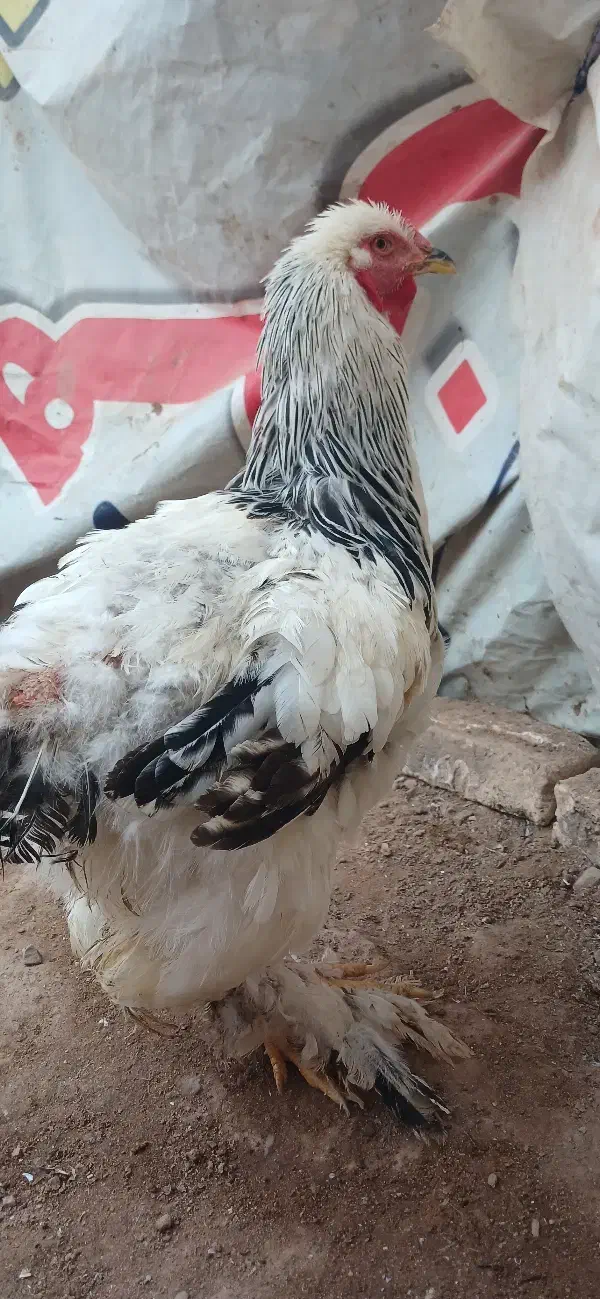 مرغ خروس برهما ماوضه با کفتر|حیوانات مزرعه|پاکدشت, پاکدشت (مامازند)|دیوار