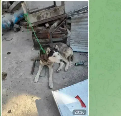 هاسکی اصل جنس|سگ|شاهدشهر, |دیوار