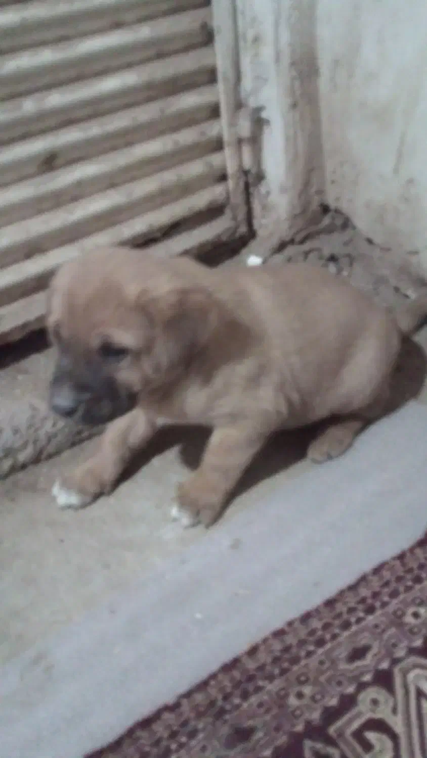 توله ی سرابی|سگ|کاشان, شهرک فرهنگیان|دیوار