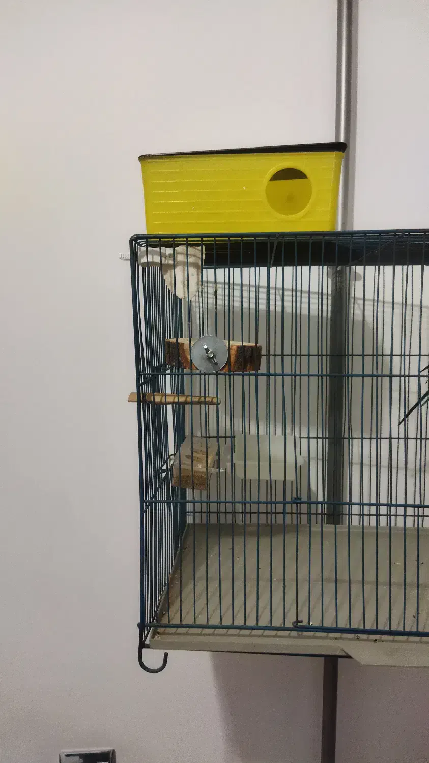 مرغ‌عشق‌نر‌سالم|پرنده|مریوان, |دیوار