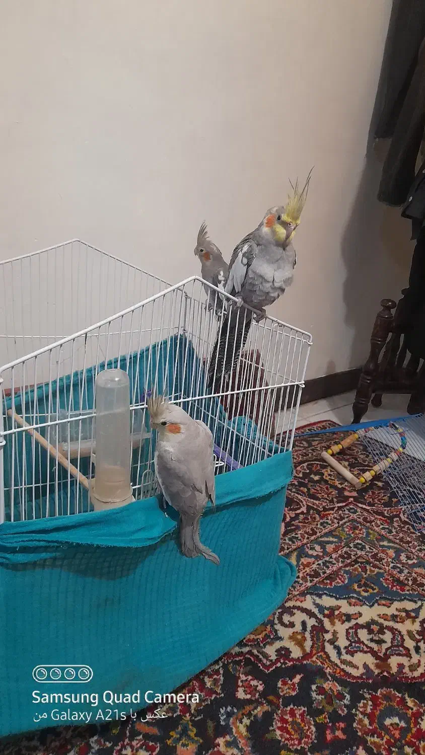 سه عدد عروس هلندی رام سخنگو فوری|پرنده|دالخانی, |دیوار