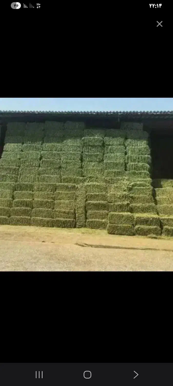 خریدار یونجه پرس خشک خالص|خدمات باغبانی و درختکاری|چالدران, |دیوار