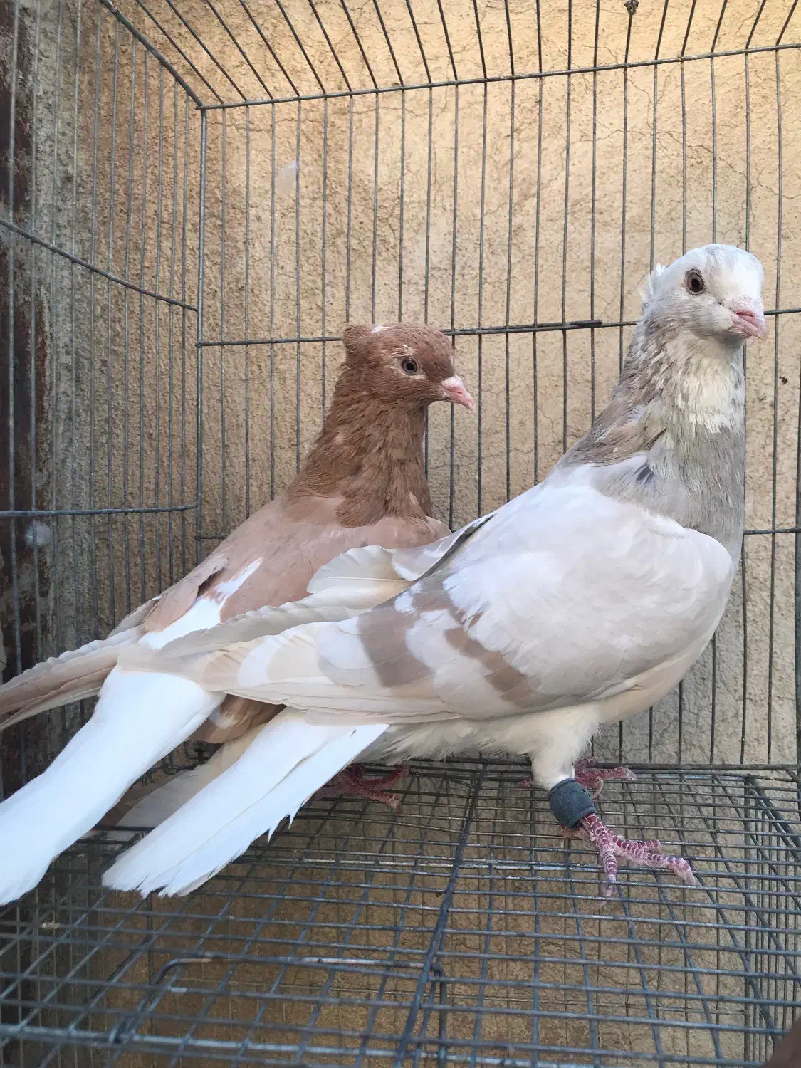 دم سفید|پرنده|قم, انسجام|دیوار