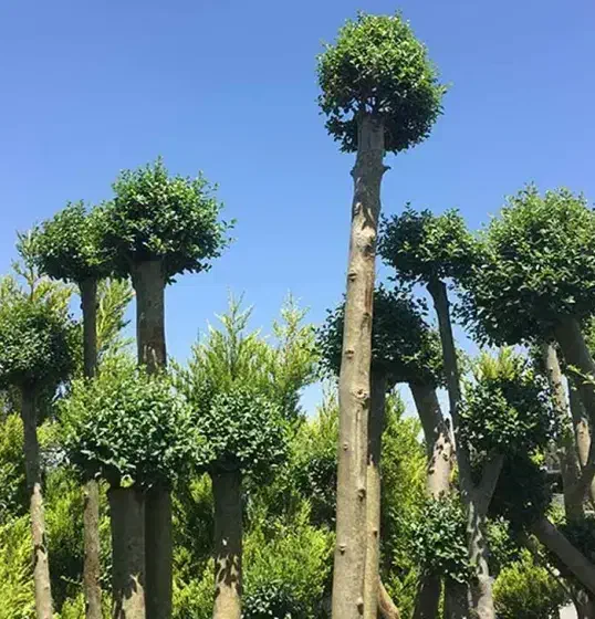 باغبانی رودهن پردیس جاجرود دماوند بومهن|خدمات باغبانی و درختکاری|پردیس, شهرک صنعتی کمرد|دیوار