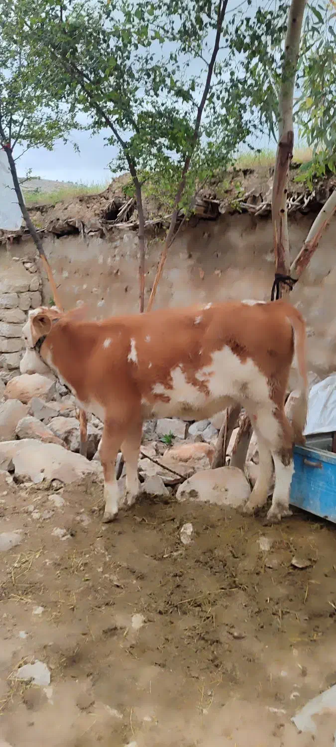 گاو|حیوانات مزرعه|ایذه, |دیوار