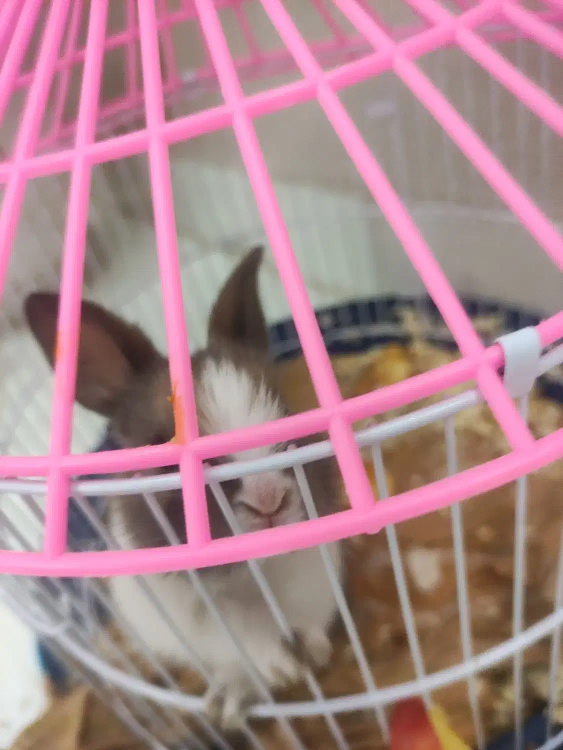 معاوضه خرگوش مینیاتوری تپل وناز یا تخفیف نقدی|موش و خرگوش|ارومیه, |دیوار