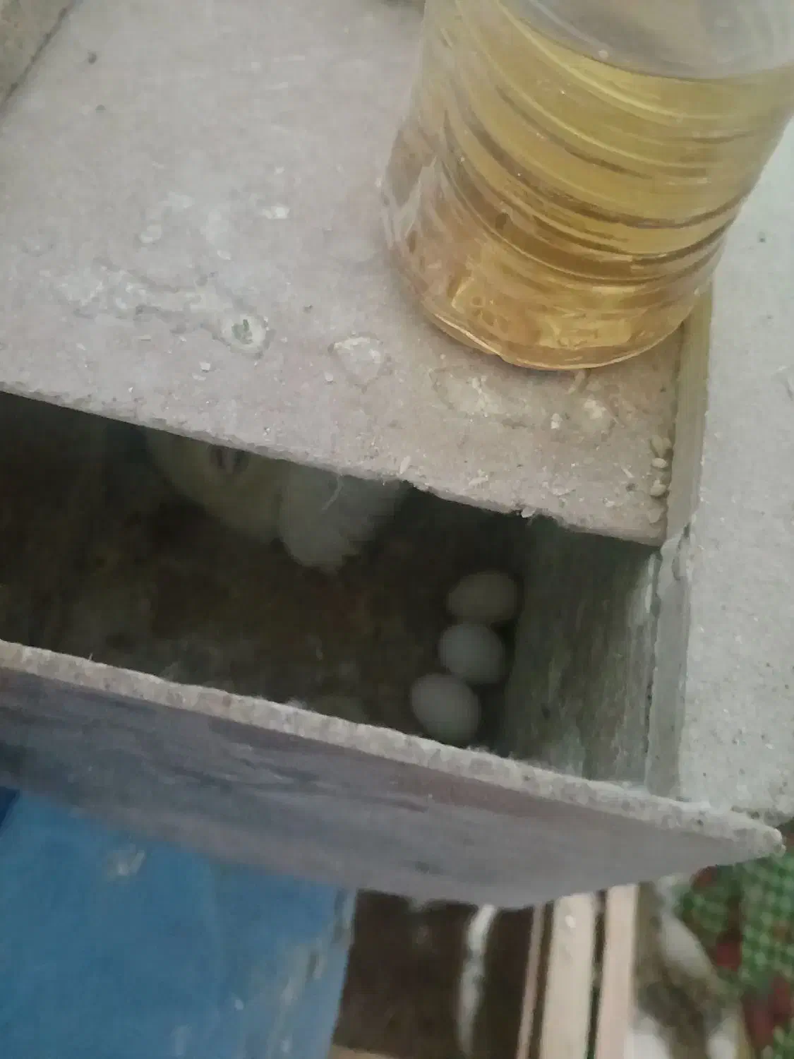 عروس مولد|پرنده|اردکان, |دیوار