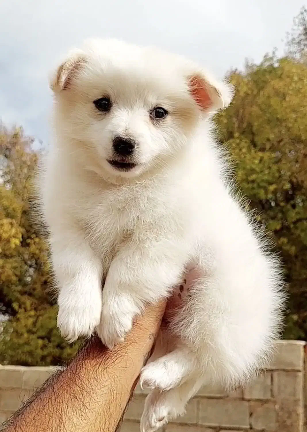 توله سگ پامر|سگ|شیراز, دکتر حسابی|دیوار