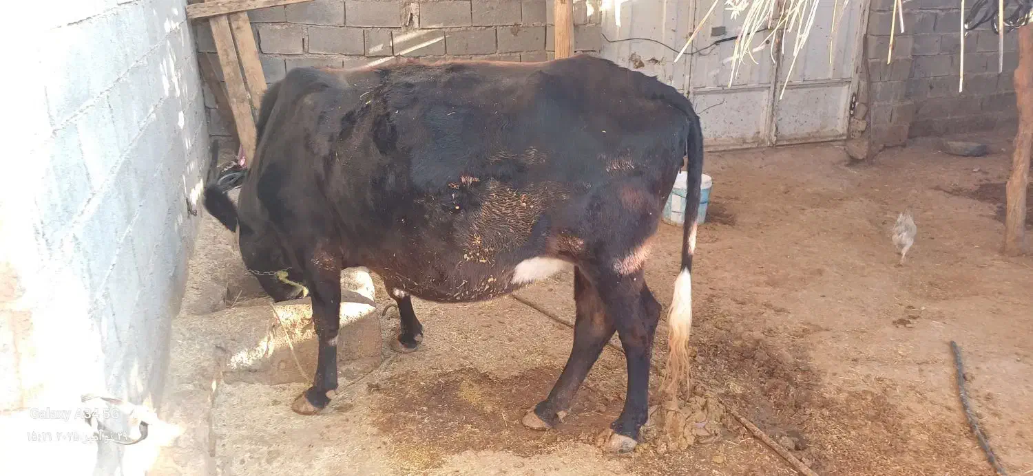 فروش چند راس گاو ابستن با گوساله|حیوانات مزرعه|ایذه, |دیوار