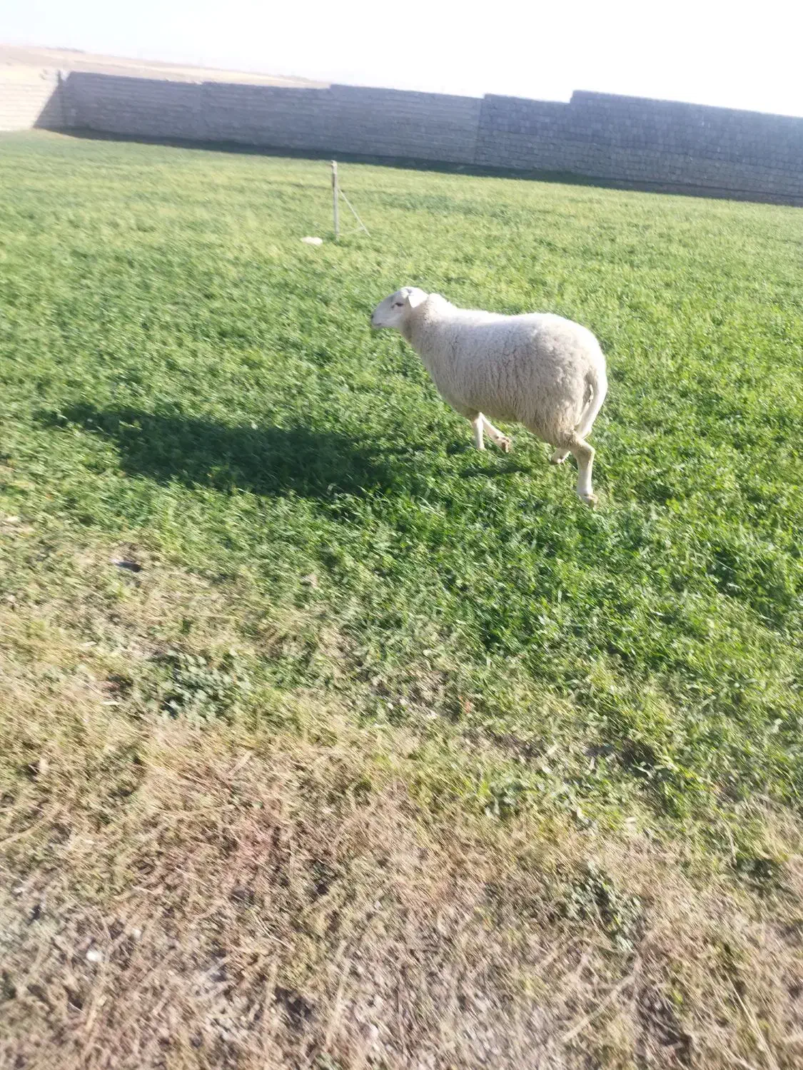 فروش گوسفند رومن فرانسوی|حیوانات مزرعه|دهگلان, |دیوار