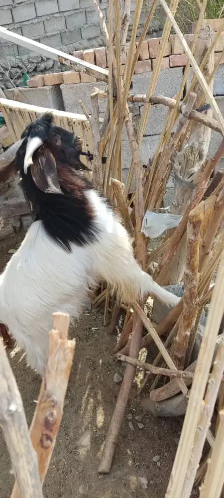 فروش گوسفند نر تروشت|حیوانات مزرعه|دامن, |دیوار