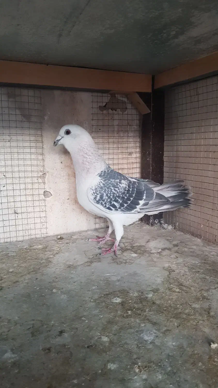 کبوتر|پرنده|فولادشهر, مسکن مهر فولادشهر|دیوار