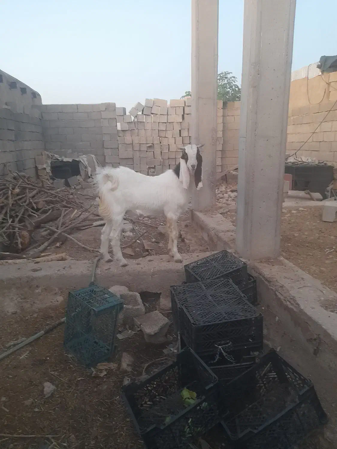 بیگ یا تیشتر نر افغانی داشتی|حیوانات مزرعه|مسجد سلیمان, |دیوار