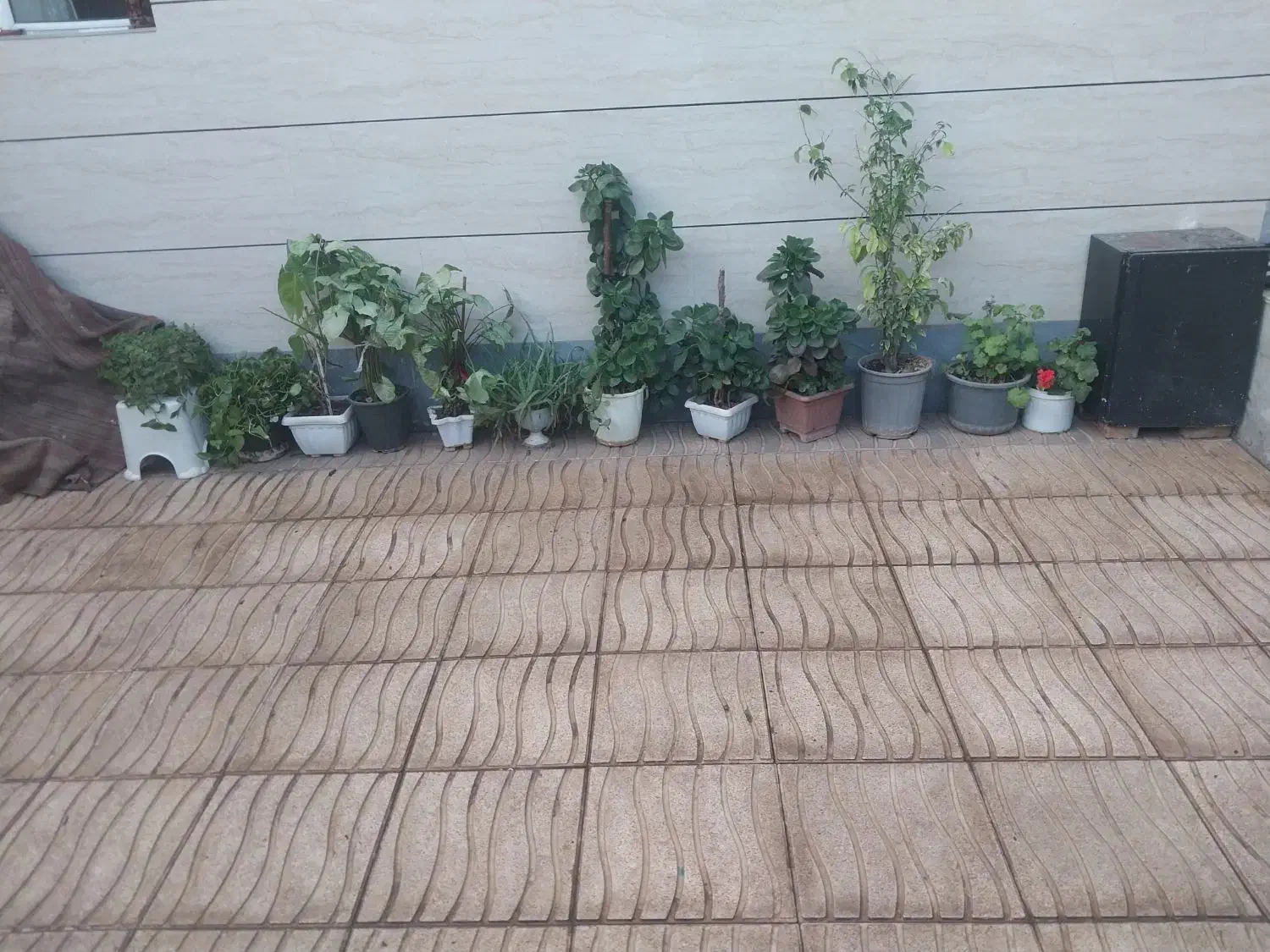 گل فروشی|گل و گیاه طبیعی|خوی, |دیوار