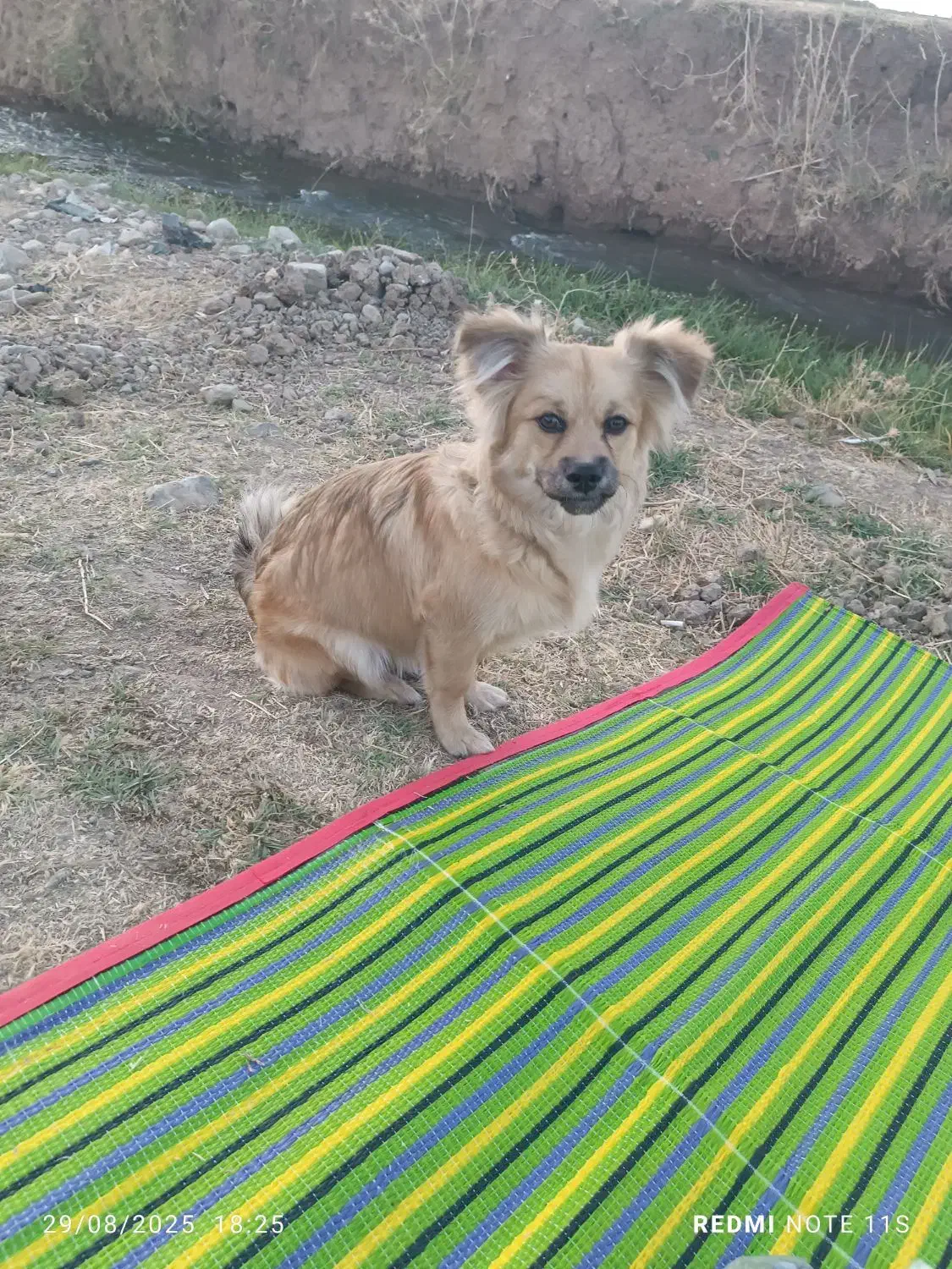 سگ پامریین خرسی|سگ|بروجرد, |دیوار