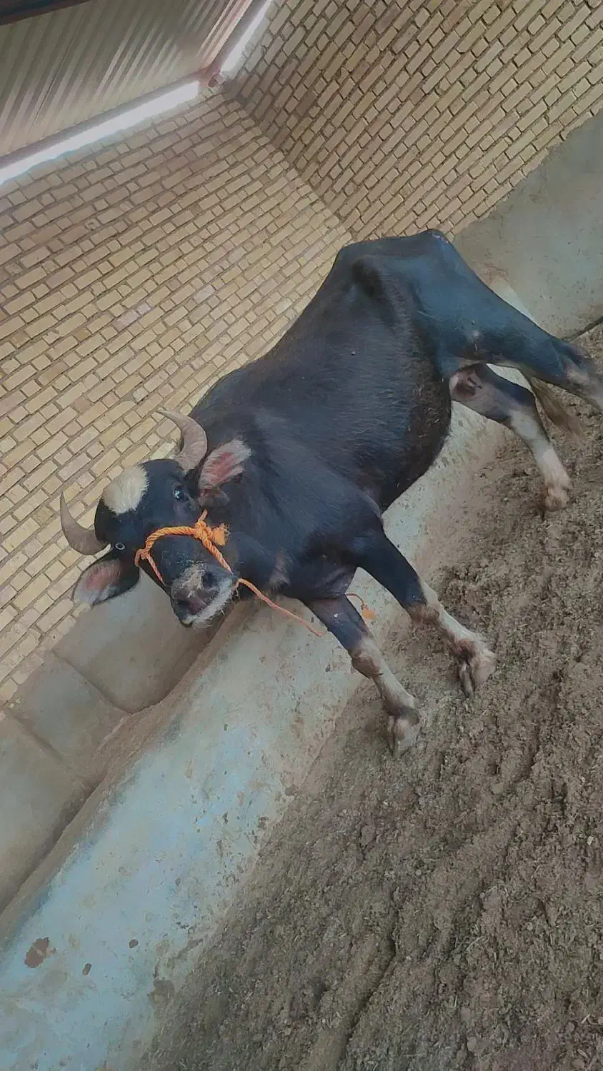 گامویش|حیوانات مزرعه|سوسنگرد, |دیوار