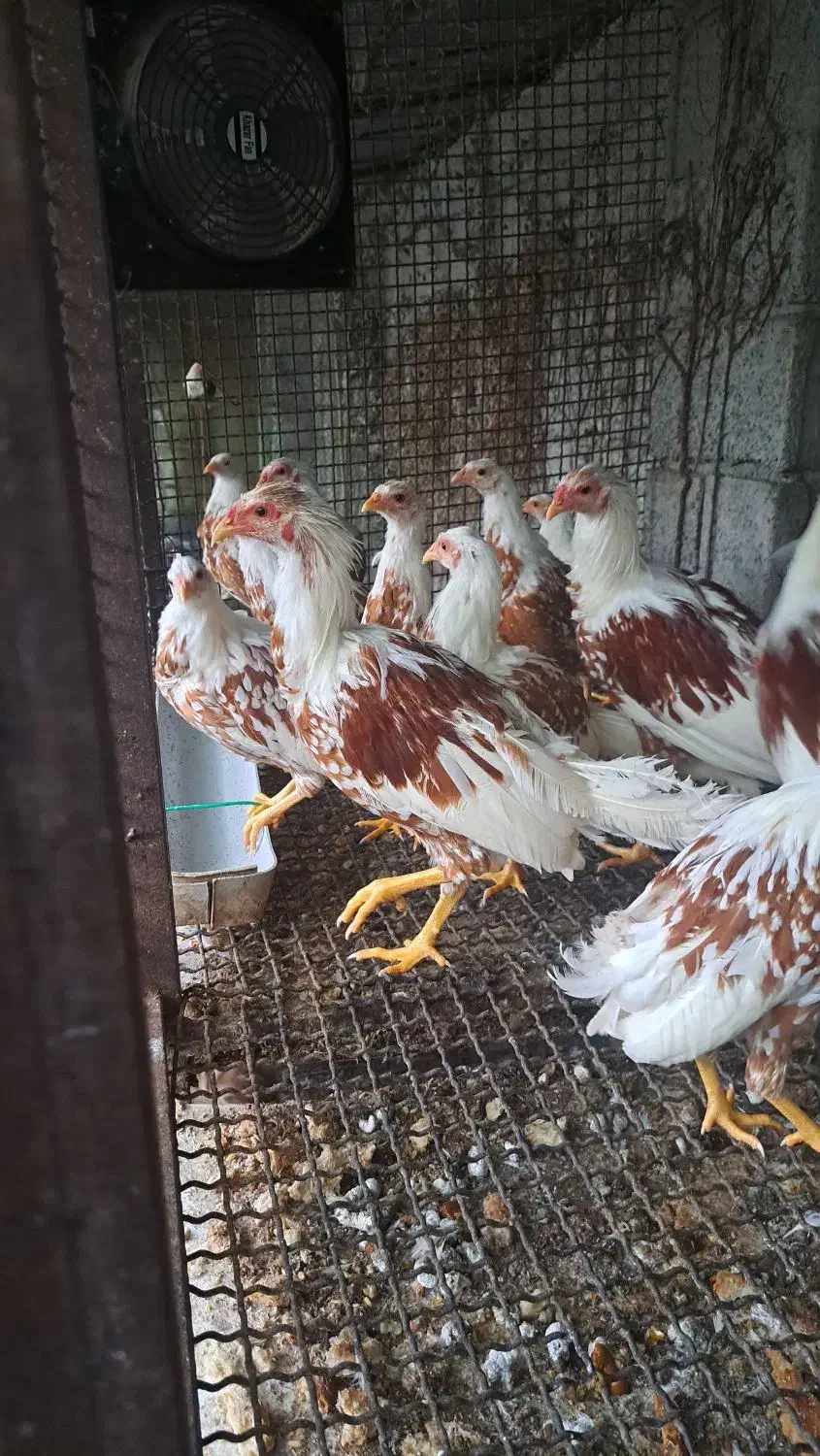 فروش یوکوهاما|حیوانات مزرعه|رامسر, |دیوار