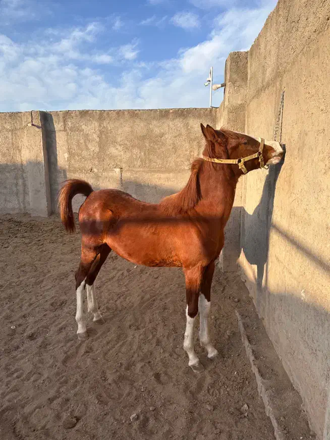 اسب|اسب و تجهیزات اسب‌سواری|کاشان, یحیی آباد|دیوار