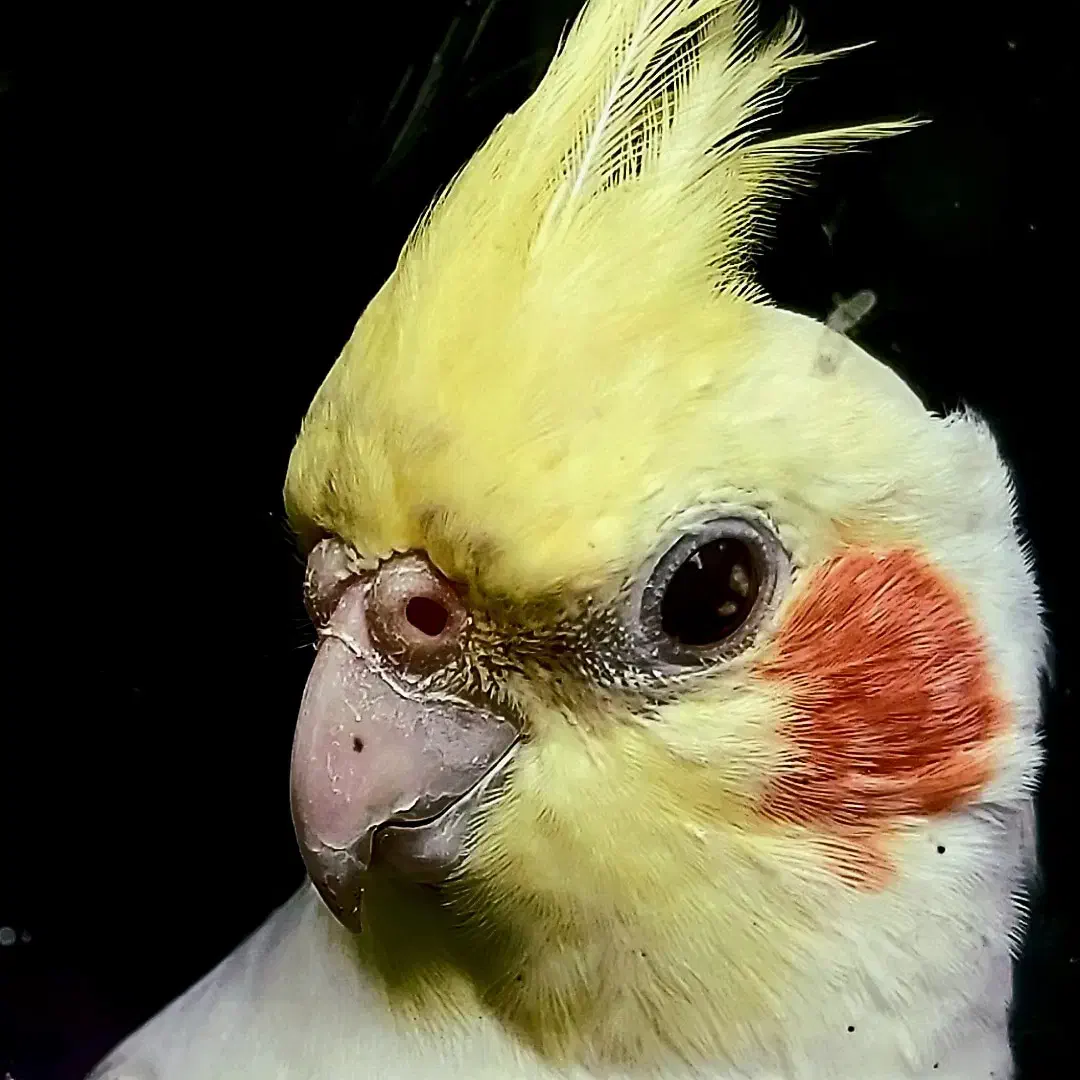 عروس هلندی تازه دونخور آماده حرف زدن|پرنده|آستارا, |دیوار