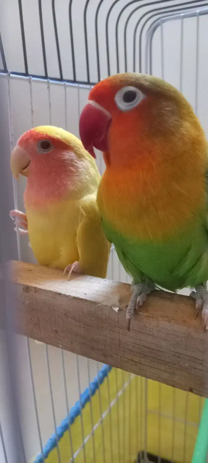 طوطی برزیلی|پرنده|ماسال, |دیوار