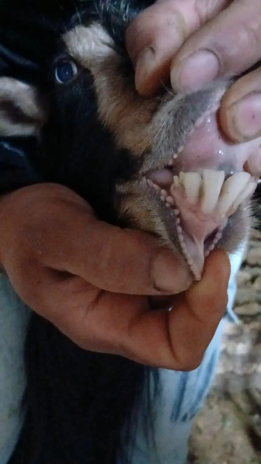 چپش چاق و چله|حیوانات مزرعه|گرگان, |دیوار