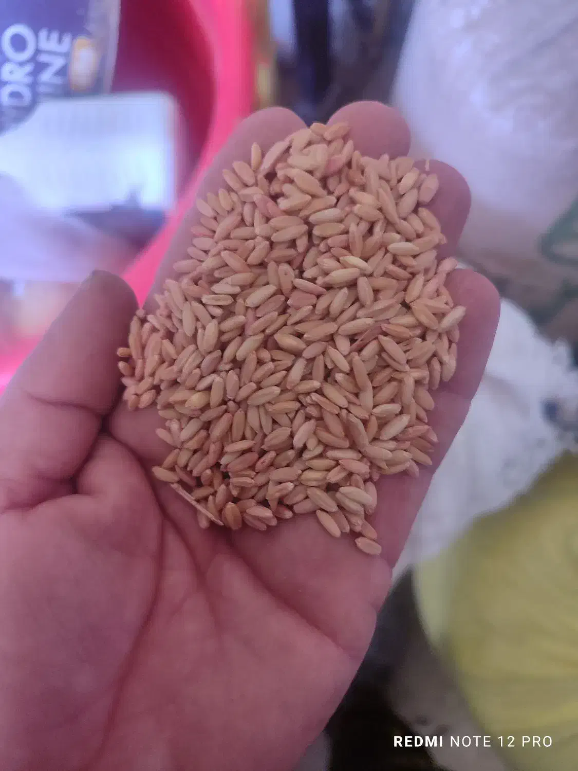 گندم دیم|خدمات باغبانی و درختکاری|سنندج, |دیوار