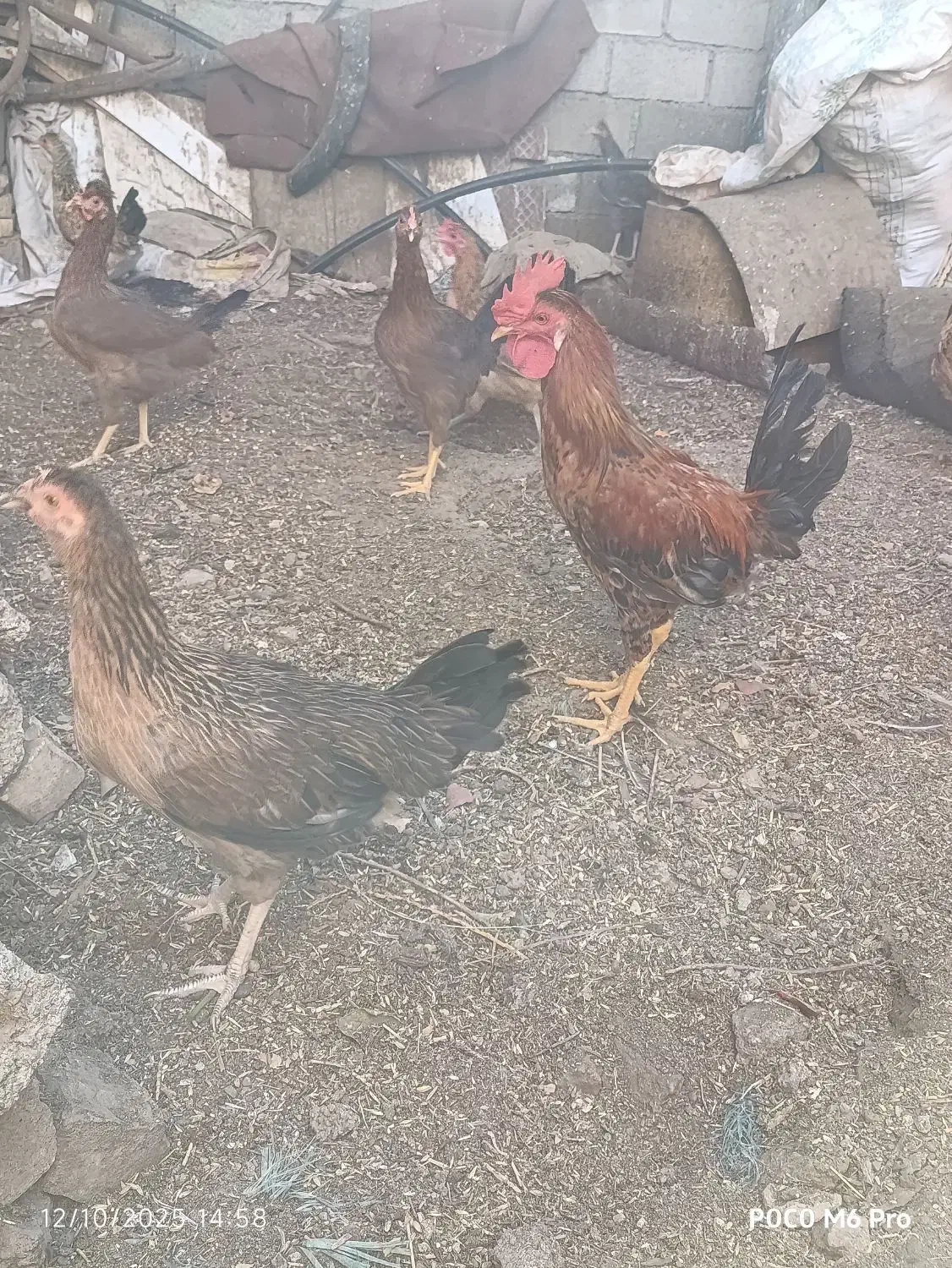 سوسنگردروستای شهرک مرعی|حیوانات مزرعه|سوسنگرد, |دیوار