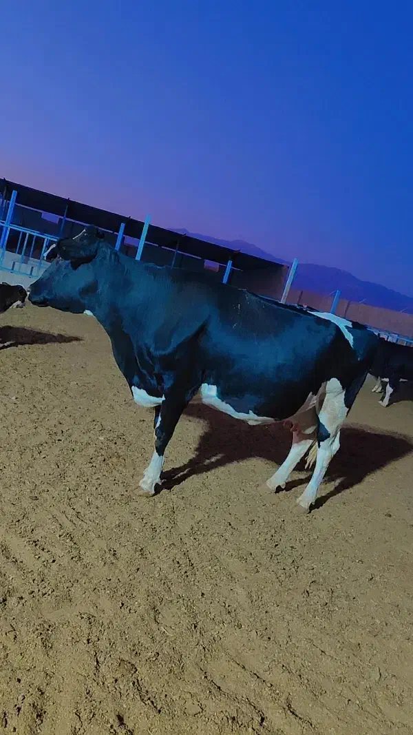 گاو آبستن ۱ماه به زایمان|حیوانات مزرعه|سبزوار, کلاته سیفر|دیوار