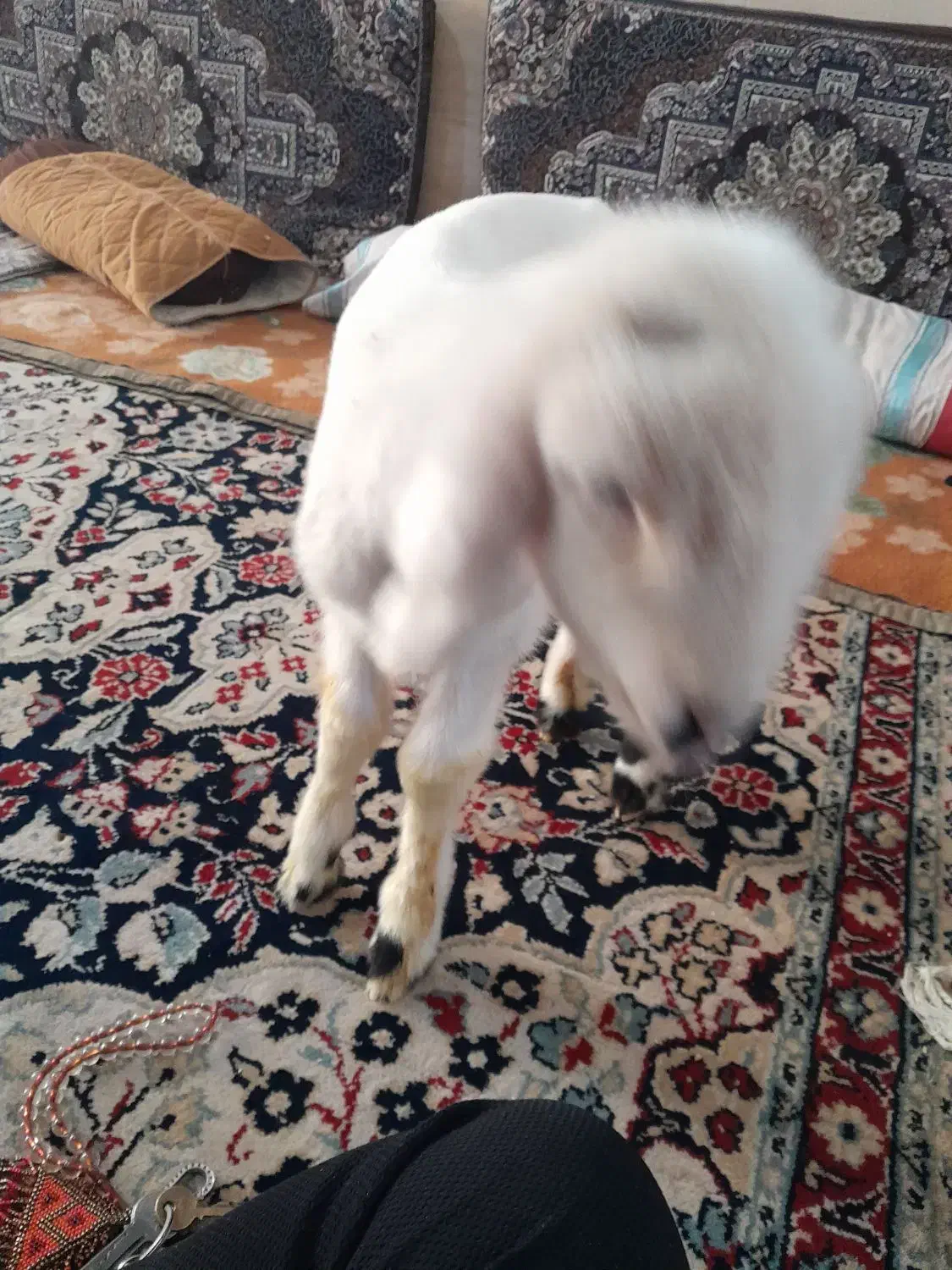 بره نر شیری زات دار ۷ میلیون|حیوانات مزرعه|مرودشت, ثبت احوال|دیوار