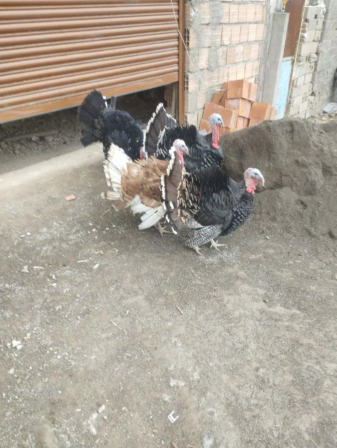 ۴عدد.بقلمو.نر.حدود۶.کیلو|حیوانات مزرعه|گرگان, |دیوار