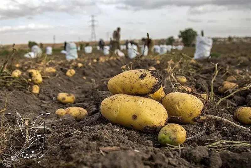 کارگر زرنگ|خدمات باغبانی و درختکاری|کنگاور, |دیوار