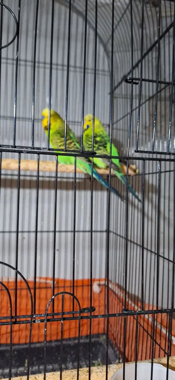 مرغ عشق انگلیسی مولد به شرط|پرنده|گرگان, |دیوار